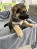 Puppy Pink , a female German Shepherd Dog for sale in Macon, GA – 5 of 10