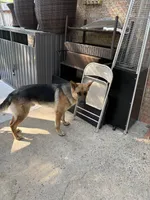 Puppies, a male German Shepherd Dog for sale in Macon, GA – Photo 4 of 5