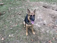 Puppies, a male German Shepherd Dog for sale in Macon, GA – Photo 5 of 5