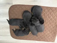 Puppies, a male German Shepherd Dog for sale in Macon, GA – Photo 1 of 5