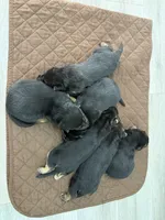 Puppies, a male German Shepherd Dog for sale in Macon, GA – Photo 3 of 5