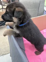 Blue German shepherd , a male German Shepherd Dog for sale in Macon, GA – 5 of 10