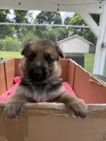 Yellow German shepherd , a female German Shepherd Dog for sale in Macon, GA – 4 of 8