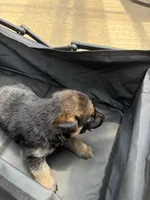 Puppy 2 female, a female German Shepherd Dog for sale in Macon, GA – 3 of 3