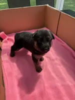 Red German shepherd , a female German Shepherd Dog for sale in Macon, GA – 7 of 9