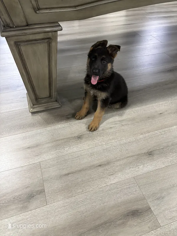 Puppy Red  – German Shepherd Dog puppy for sale in Macon, GA