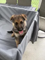 Puppy yellow, a female German Shepherd Dog for sale in Macon, GA – 3 of 10