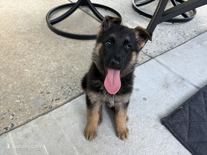 Puppy Red  – German Shepherd Dog puppy for sale in Macon, GA