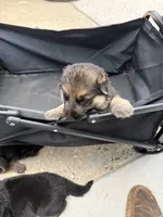 Puppy 4 female , a female German Shepherd Dog for sale in Macon, GA – 2 of 4