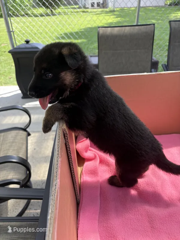 Red German shepherd  – German Shepherd Dog puppy for sale in Macon, GA