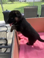 Red German shepherd , a female German Shepherd Dog for sale in Macon, GA – 1 of 9