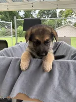 Puppy Pink , a female German Shepherd Dog for sale in Macon, GA – 7 of 10
