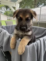 Puppy Brown, a male German Shepherd Dog for sale in Macon, GA – 2 of 8