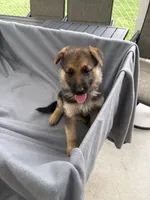 Puppy yellow, a female German Shepherd Dog for sale in Macon, GA – 2 of 10