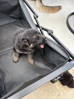Puppy 6 male , a male German Shepherd Dog for sale in Macon, GA – 4 of 4