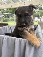 Puppy Blue, a male German Shepherd Dog for sale in Macon, GA – 3 of 10