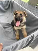 Puppy yellow, a female German Shepherd Dog for sale in Macon, GA – 5 of 10