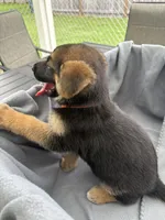 Puppy Orange , a female German Shepherd Dog for sale in Macon, GA – 4 of 8