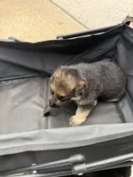 Puppy 4 female , a female German Shepherd Dog for sale in Macon, GA – 3 of 4