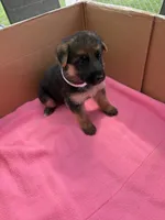 White German shepherd , a female German Shepherd Dog for sale in Macon, GA – 3 of 8