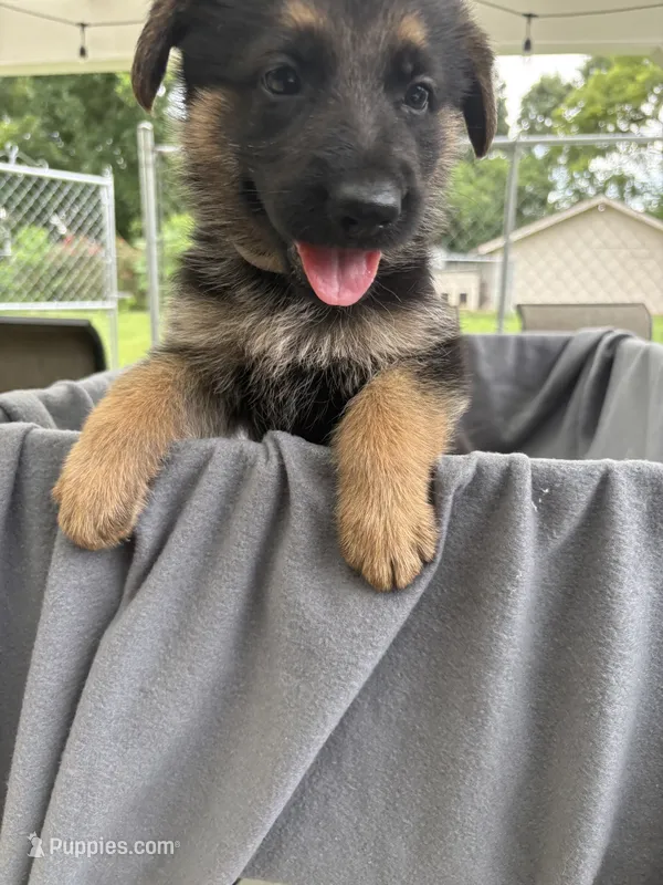 Puppy Gray  – German Shepherd Dog puppy for sale in Macon, GA