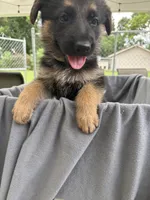 Puppy Gray , a male German Shepherd Dog for sale in Macon, GA – 1 of 10