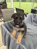 Puppy Blue, a male German Shepherd Dog for sale in Macon, GA – 2 of 10
