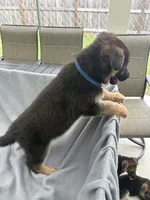 Puppy Blue, a male German Shepherd Dog for sale in Macon, GA – 4 of 10