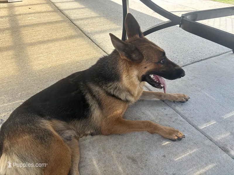 Jemma  – German Shepherd Dog puppy for sale in Macon, GA