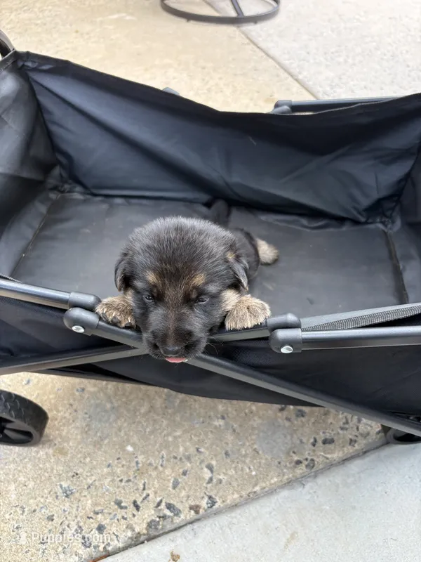 Puppy 7 male – German Shepherd Dog puppy for sale in Macon, GA