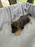 Puppy Gray , a male German Shepherd Dog for sale in Macon, GA – 5 of 10