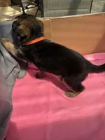 Orange German shepherd , a female German Shepherd Dog for sale in Macon, GA – 10 of 10