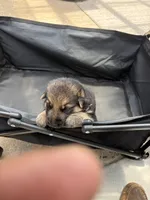 Puppy 8 male , a male German Shepherd Dog for sale in Macon, GA – 3 of 4
