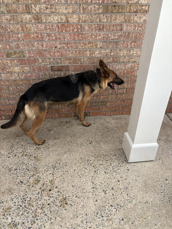 Jemma  – German Shepherd Dog puppy for sale in Macon, GA
