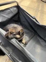 Puppy 2 female, a female German Shepherd Dog for sale in Macon, GA – 2 of 3