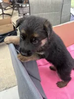 Blue German shepherd , a male German Shepherd Dog for sale in Macon, GA – 6 of 10