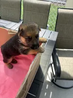Yellow German shepherd , a female German Shepherd Dog for sale in Macon, GA – 6 of 8