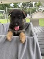 Puppy Red , a female German Shepherd Dog for sale in Macon, GA – 5 of 9