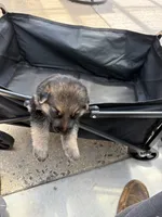 Puppy 8 male , a male German Shepherd Dog for sale in Macon, GA – 2 of 4