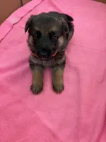Orange German shepherd , a female German Shepherd Dog for sale in Macon, GA – 5 of 10