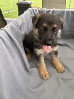 Puppy Gray , a male German Shepherd Dog for sale in Macon, GA – 2 of 10