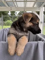 Puppy Brown , a male German Shepherd Dog for sale in Macon, GA – 7 of 9