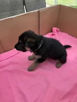 Gray German shepherd , a male German Shepherd Dog for sale in Macon, GA – 8 of 8