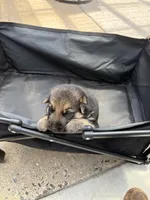 Puppy 8 male , a male German Shepherd Dog for sale in Macon, GA – 4 of 4