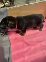 Red German shepherd , a female German Shepherd Dog for sale in Macon, GA – 9 of 9