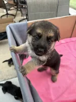 Pink German shepherd , a female German Shepherd Dog for sale in Macon, GA – 3 of 8