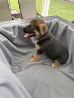 Puppy Orange , a female German Shepherd Dog for sale in Macon, GA – 8 of 8