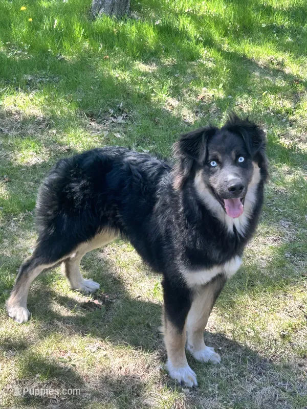 Max, a male German Shepherd Dog for sale in Long Prairie, MN – 1 of 3