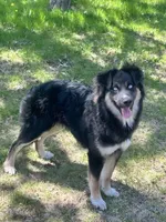 Max, a male German Shepherd Dog for sale in Long Prairie, MN – 1 of 3