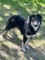 Max, a male German Shepherd Dog for sale in Long Prairie, MN – 2 of 3